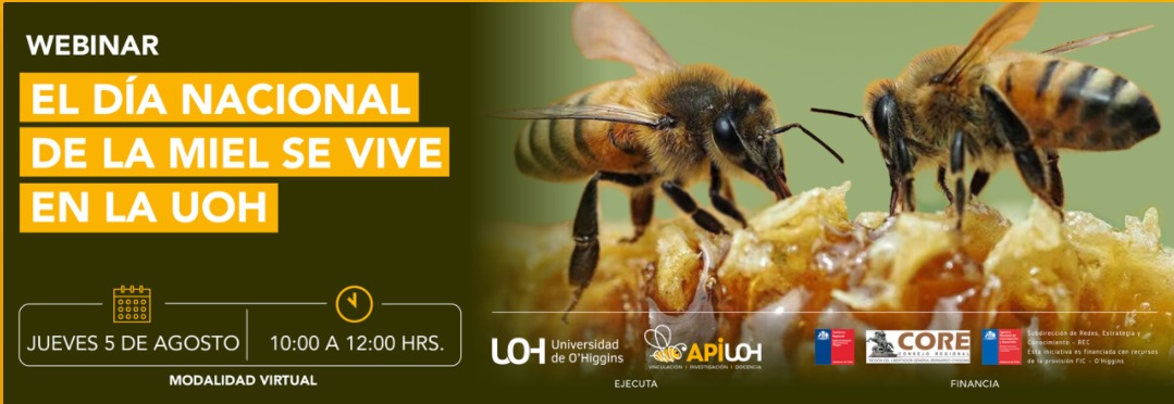Apicultura orgánica, buenas prácticas agrícolas para la protección de polinizadores y la formación de agrolíderes en la apicultura son algunos temas que abordará el webinar organizado por la <a href="/uohiggins/">Universidad de O'Higgins</a>
📅 Jueves 5 agosto 
🕙 10.00 am (hora Chile)
📌 peewah.co/events/dia-nac…