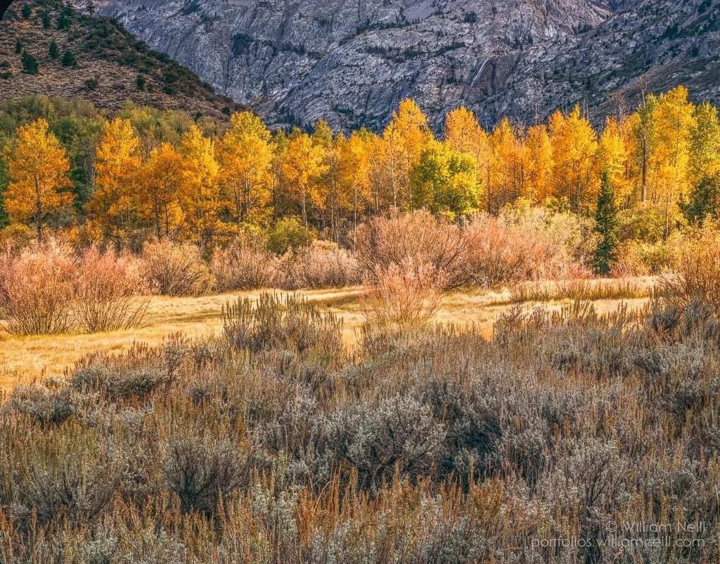wgneill's tweet image. From my 4x5 film archive, made in 1989.

Aspen and sage in autumn, late afternoon light, Silver Lake, Inyo National Forest, California 1989. #largeformatphotography #viewcamera #filmisnotdead #4x5photography