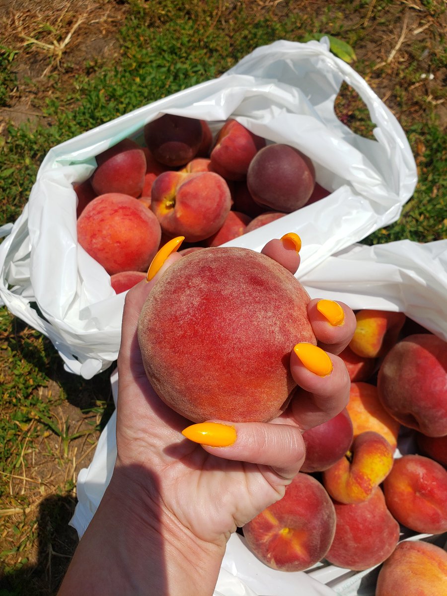 HappyCupcake67's tweet photo. Her to get those peaches. 🥰🥰 https://t.co/HsoabxB15s