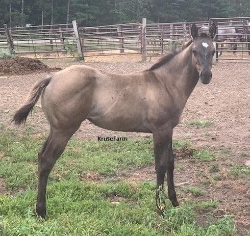Kahlua (Kahluas Tuff Jag - APHA #1109562) is a big grullo filly with a pretty head and a good hip. Kahlua should mature to around 15.3 hands. She can be weaned in late August. KruseFarm.com <a href="/CircleEquine/">EquineCircle</a> <a href="/CircleGallop/">GallopCircle</a> <a href="/farm_kruse/">KruseFarm</a> <a href="/APHAnews/">American Paint Horse</a>