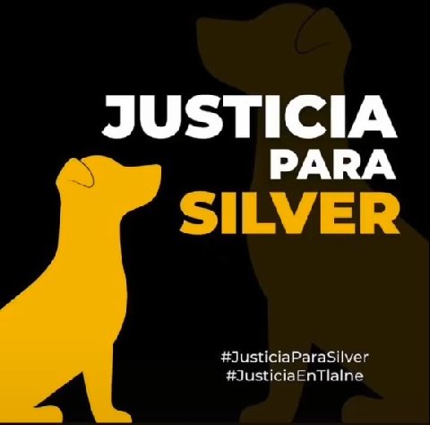 atyz_113's tweet photo. Justicia por los que no pudieron pedir ayuda,muchos casos no son denunciados,debemos hacer que pare el maltrato a los animales💛No todos los casos son conocidos y procesados legalmente,no dejemos que esto se olvide el dia de mañana #JusticiaEnTlalne #justiciaparasilver https://t.co/Ewldgcm8Ke