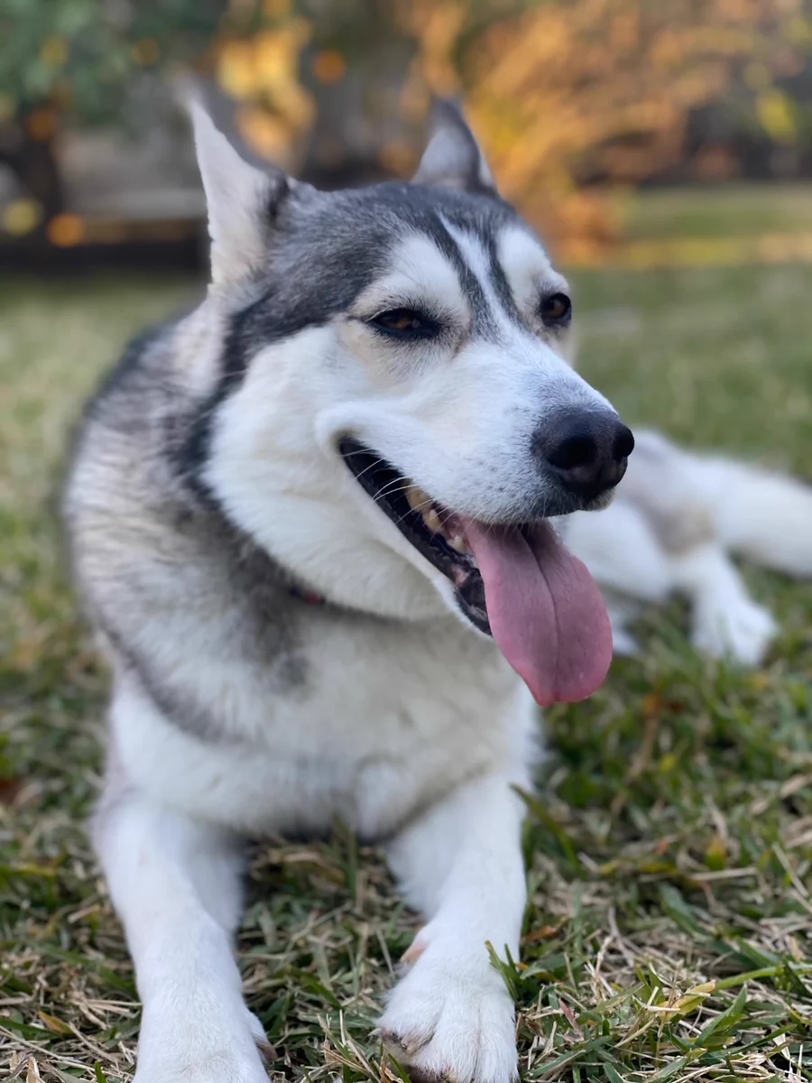 Photo of my dog, Lucy, laying in the grass.