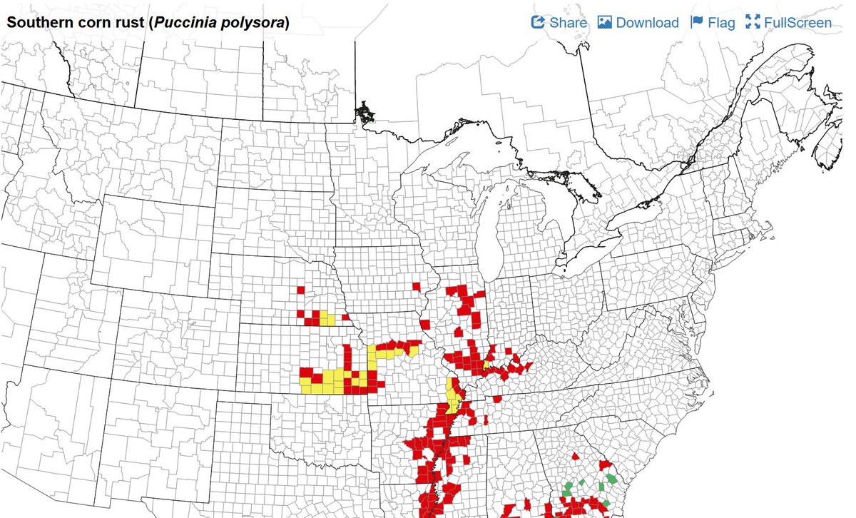 Heads up Central Kentucky! More southern rust confirmations today in Hardin and Nelson counties. Scout fields and check out management options here: cropprotectionnetwork.org/resources/publ…