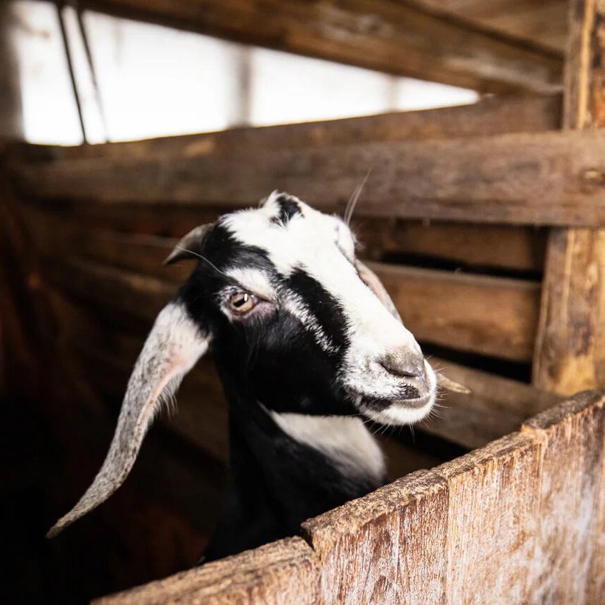 Who's there knocking on my door? Where'd all the goats come from?!

#animalsmakemehappy #goats #GoodNightTwitterWorld