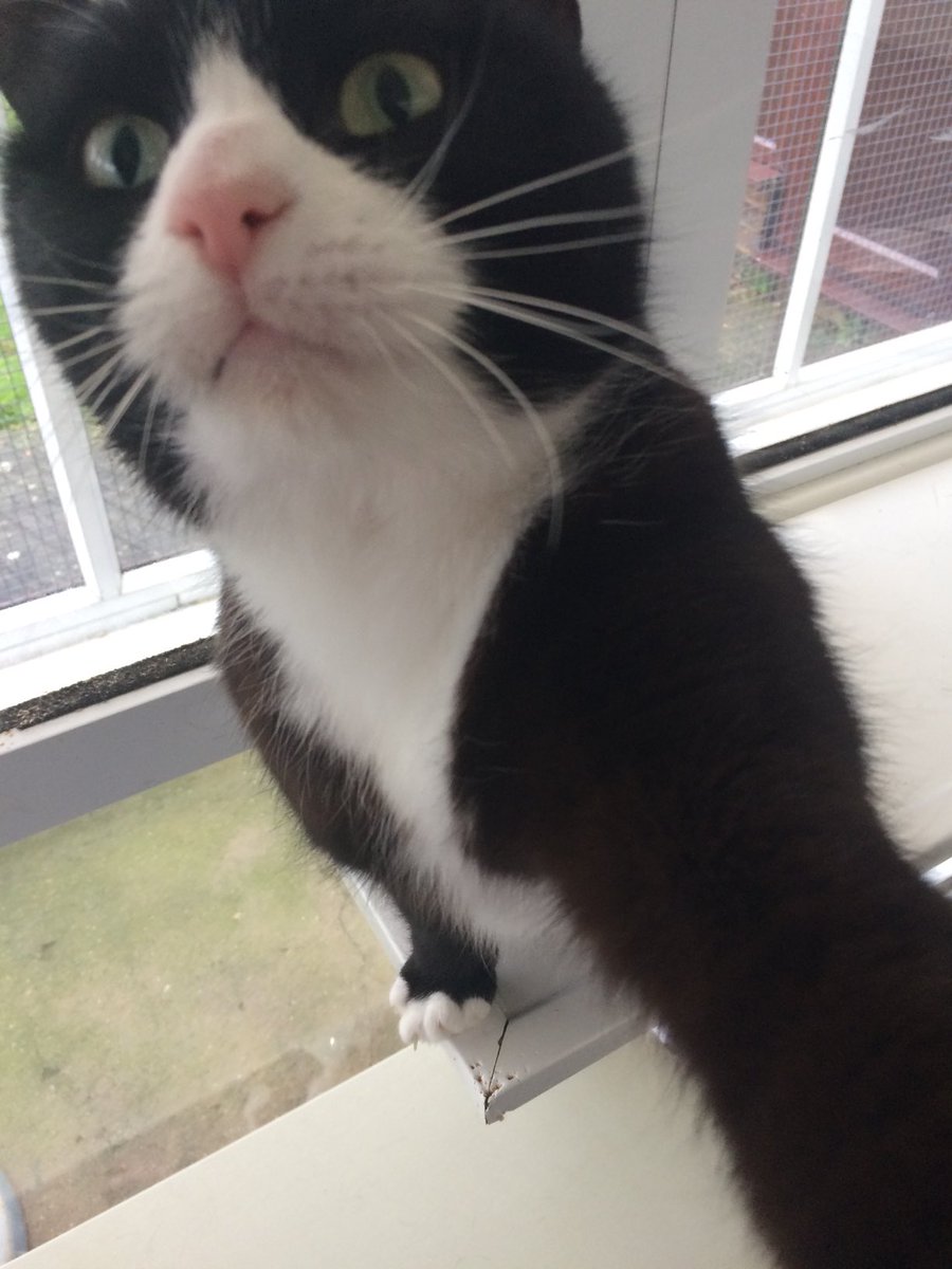 D.V. Catt tweet media