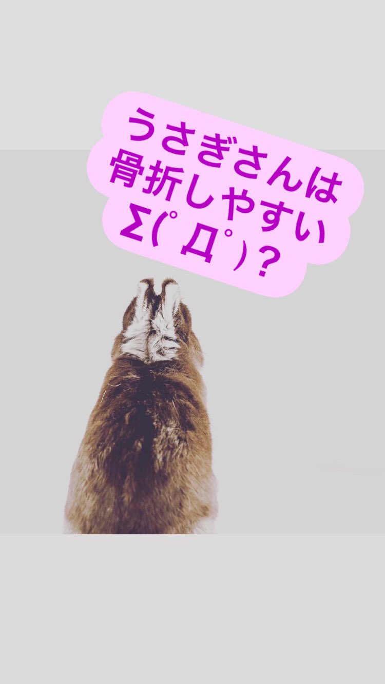 こあ君 うさぎ うさぎさんの骨の特徴 高いジャンプ力を持つうさぎ さんの骨は丈夫だと思うかもしれませんが 実はもろく繊細です うさぎの体重を100 とすると骨の比率は約8 で これは鳥と同じ割合です 厚みも薄いため 高い所から着地するだけで骨折