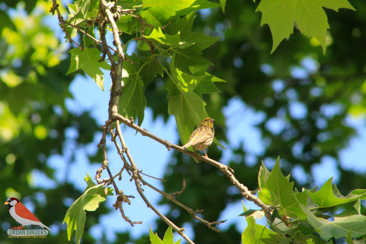 ¡Buenas noches birders!

Hoy publicamos la última identificación del mes de julio. Se trata de un ave que hemos podido ver por el Parque de Las Vistillas en las ramas más altas. 

¿Sabéis qué especie es? Os leemos 👀🤭