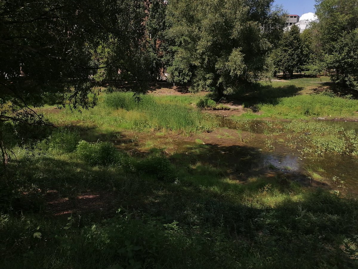 Некогда полноводное озеро Кирова 315-321 превратилось в почти пересошее болото. А в 1970 - 1990 по нему на моторке  гоняли. <a href="/DepGorHozSamara/">Департамент ГХиЭ</a>  <a href="/E_Lapushkina/">Елена Лапушкина</a>  <a href="/D_Azaroff/">Дмитрий Азаров</a>