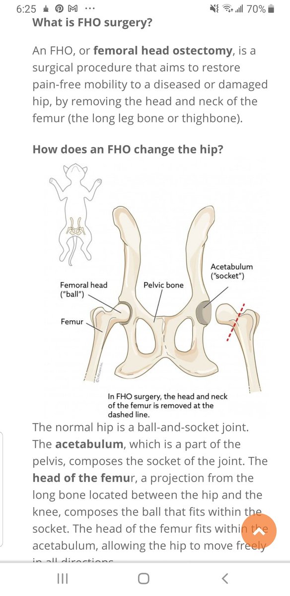 MSmeowsie's tweet photo. @PeterAskin1 Some kind of trauma? for such a young "peach" π€ππ both fractured
π¨ URGENT π¨
#FHOSurgery
Similar to elderly falling & 'breaking hip' (ball neck =fractured) https://t.co/qnRiCbb4t8