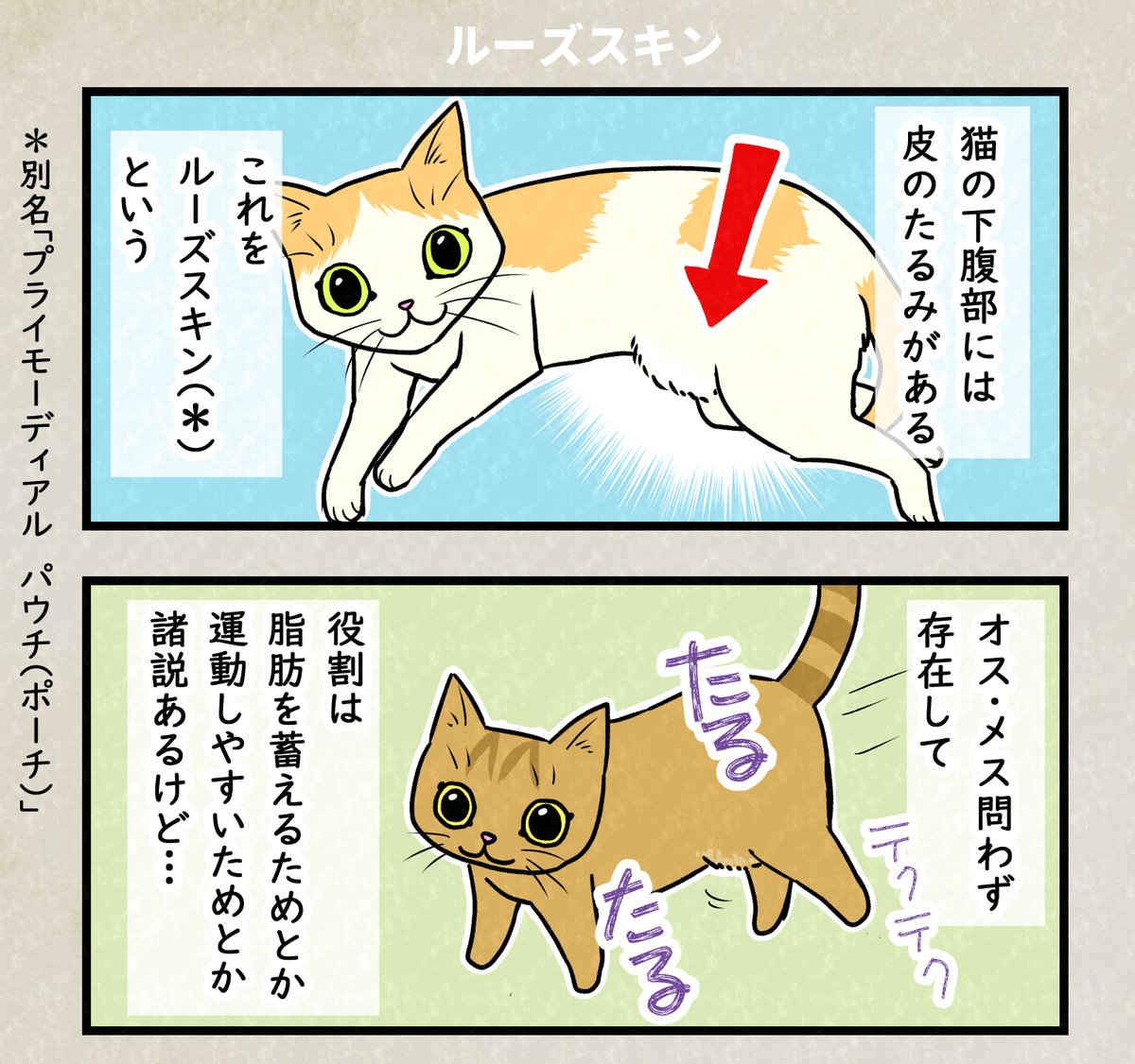 猫の腹タルタルに名前があった話

#ぬこにっき #エッセイ漫画 #猫好きさんと繋がりたい 