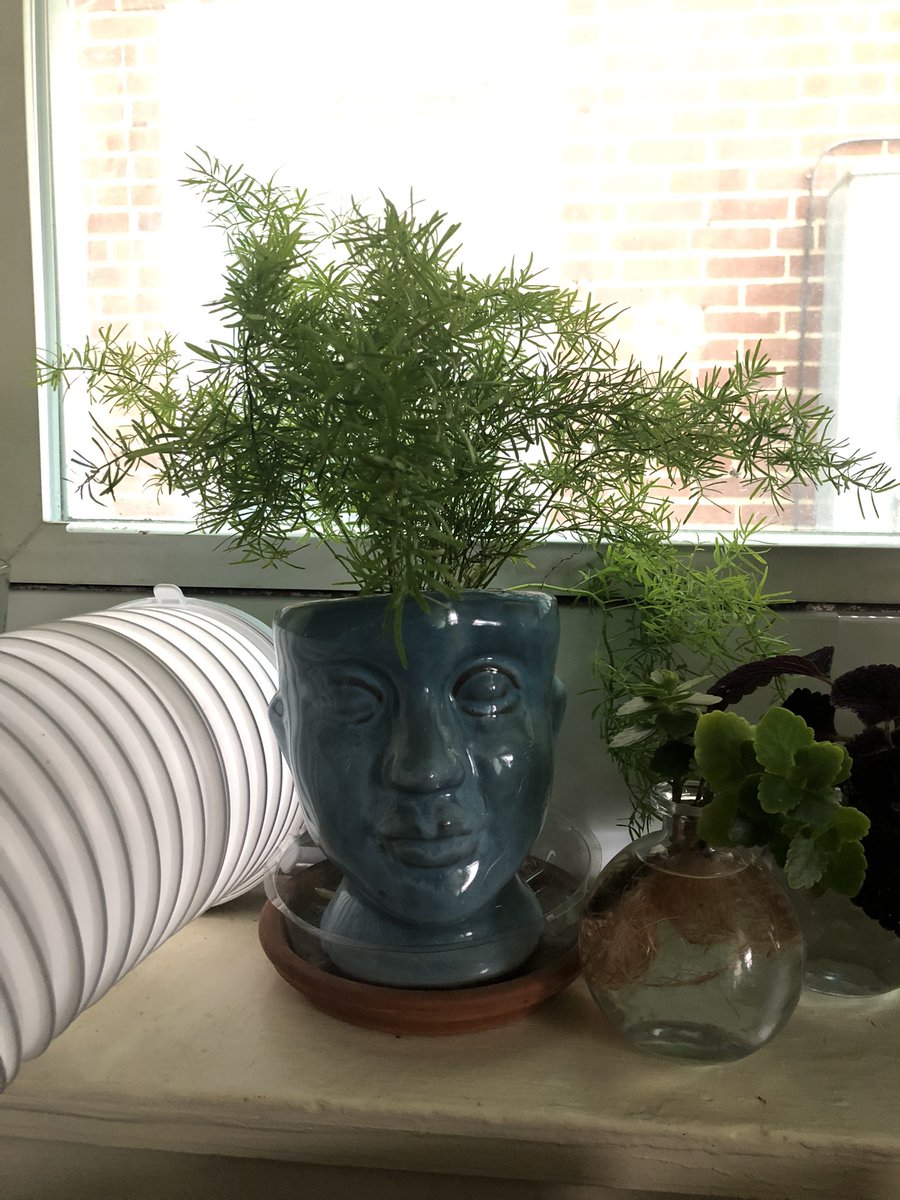 ab_decker42's tweet photo. Apparently yesterday was a day to celebrate #HouseplantHour and #IndoorBotany  I am not a botanist but any means, but my plant bring me so much joy! Here’s a few from my home collection. Some of my other lovely plants are outside for the summer. https://t.co/6D2anUglyl