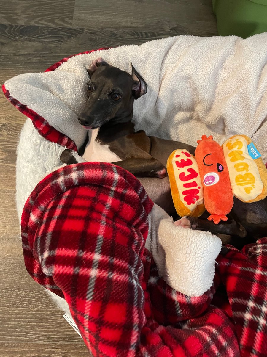 chadwpry's tweet photo. @mattstratton We don’t know each other, but I saw your message and thought I would post. Please meet one of my my pups, Kash. https://t.co/jDhGv2soBp