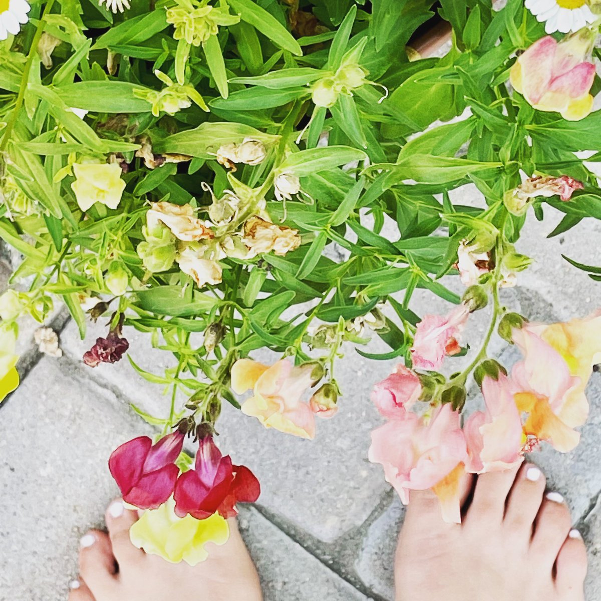 Thea Small Mean Feet (Thea_MeanFeet) Twitter