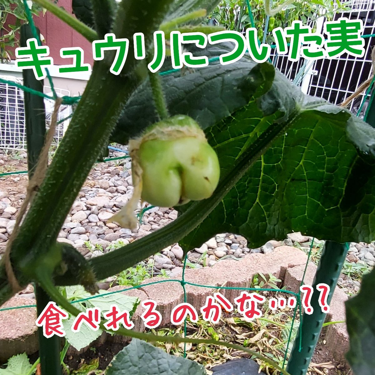 ট ইট র 野菜づくり宮丸菜園 キュウリには雄花と雌花があり 通常は雌花だけが実になるのですが たま に雄花 が実になってしまうこどがあり これがそれです かなり珍しく 自分は毎年キュウリを栽培していますが過去に2回しか見たことがありません