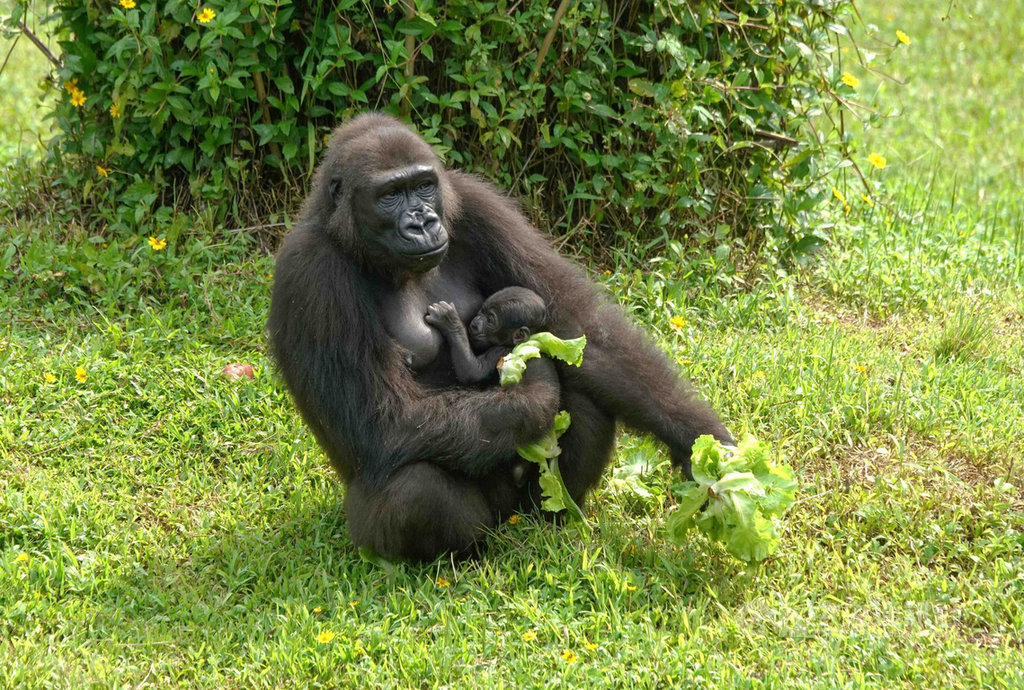 Twitter 上的 台湾ニュース 中央社フォーカス台湾 ゴリラの赤ちゃん Ringo と命名 Ringo とはポーランドの伝統的な遊びの名称 可愛いや面白い 団結 協力などの意味もある また その発音が日本語由来の台湾閩南語の リンゴ と似ており果物のリンゴは台湾