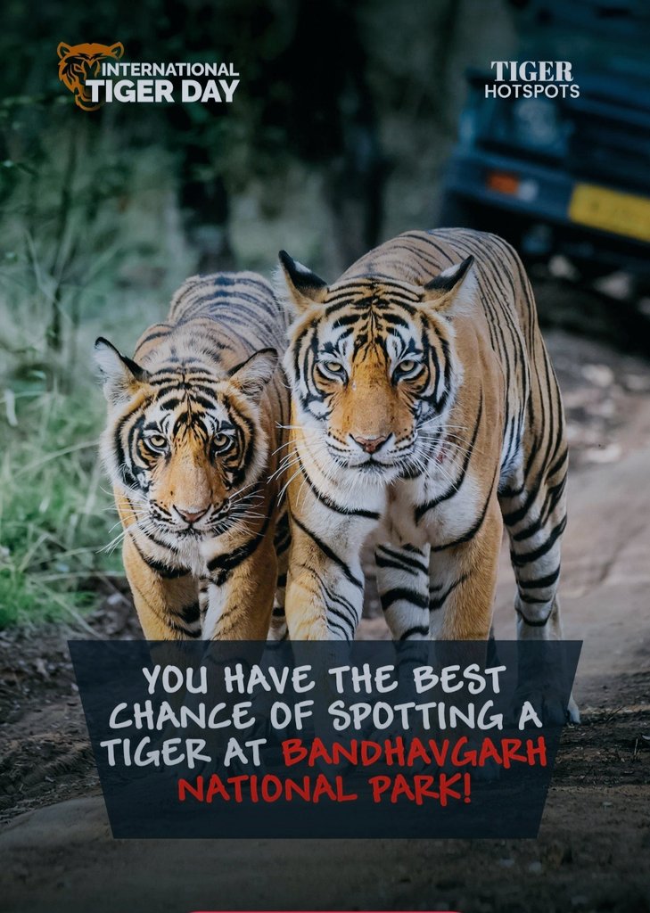 BhairavModak's tweet photo. "Save the tigers before they are silenced forever. Killing tigers is the greed, not the need. Save Tiger! Save Nature!"
#InternationalTigerDay #savetiger #savenature #tiger #wildlife#tigers #cat #lion#tiger #wildlife #animals #nature #tigers#lion #wildlifephotography #tigerking https://t.co/rK7ShlG8C0