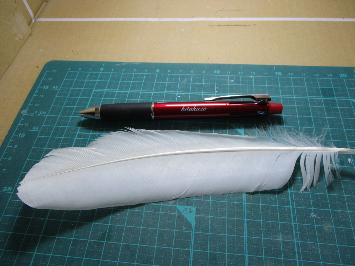 Kitakaze 自由で開かれたインド太平洋戦略支持 على تويتر ポジテイブキャンペーン ちょっとﾊｽﾞｶｼ過ぎたので1日遅れ再投稿ｗ 白い羽根を拾いました 23cm ほとんどカラス並み すごく 大きいです 白い羽根は天使からのメッセージで あなたの人生はこれから