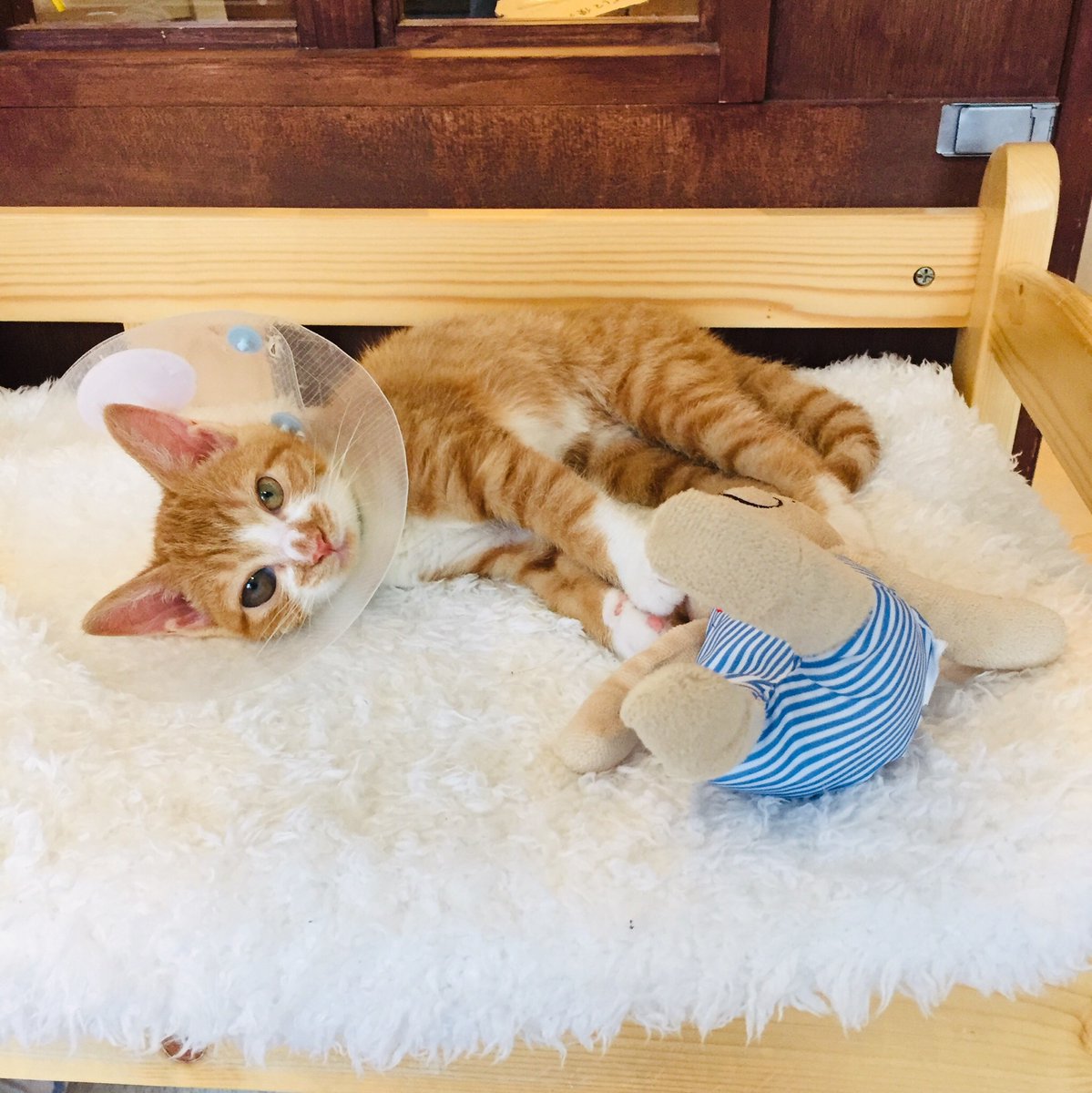 CATS_INN_TOKYO's tweet photo. 本日は通院のため17時最終入場です!緊急事態宣言中のためご予約くださいませ。
お電話03-6312-8391、Twitter、FacebookのDMより!
https://t.co/izWEn4w56N
私強いでしょ?とクマさんをメッタメタにする茉莉花。。。
キャッツイン東京
#保護猫カフェ #板橋 #猫 #botanicit https://t.co/xhHGXOdCU4