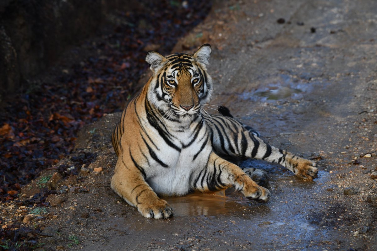 Premal Kotecha tweet media