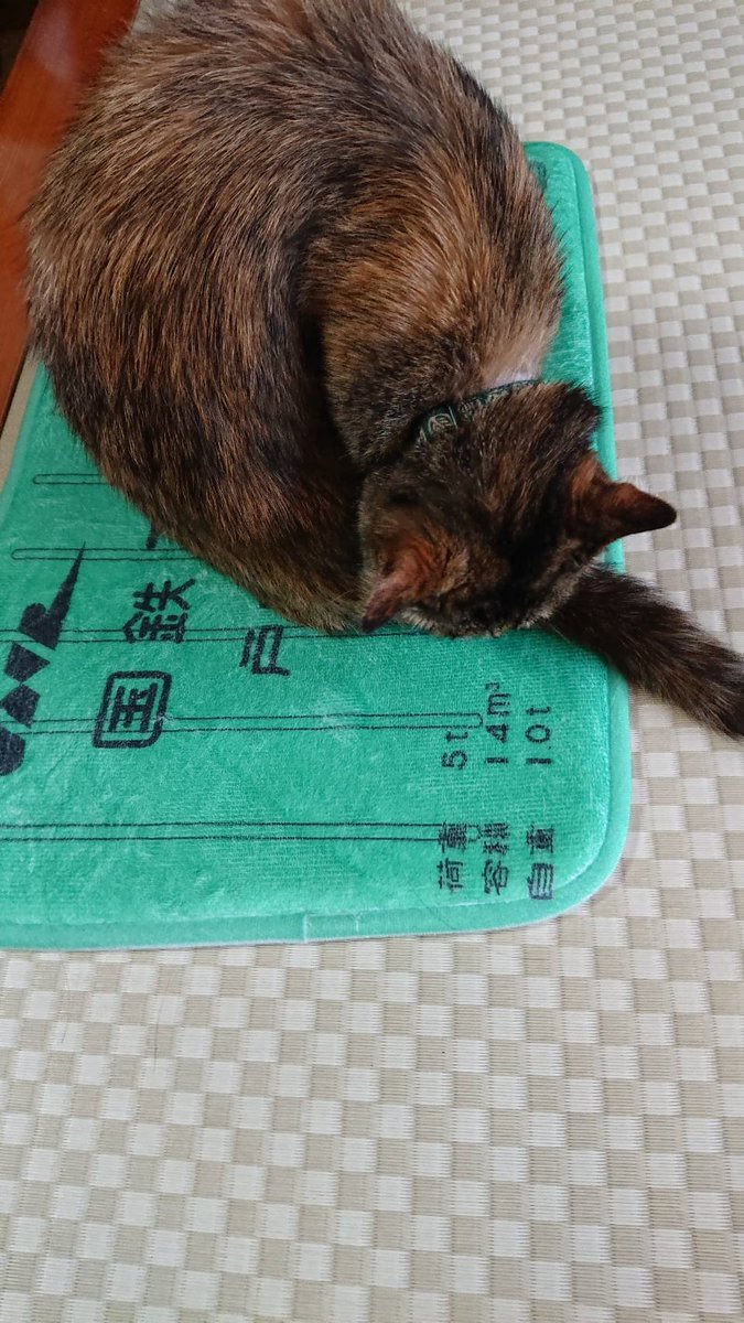parashoooot's tweet photo. これは14㎥の猫 https://t.co/1u9Cm42LfP