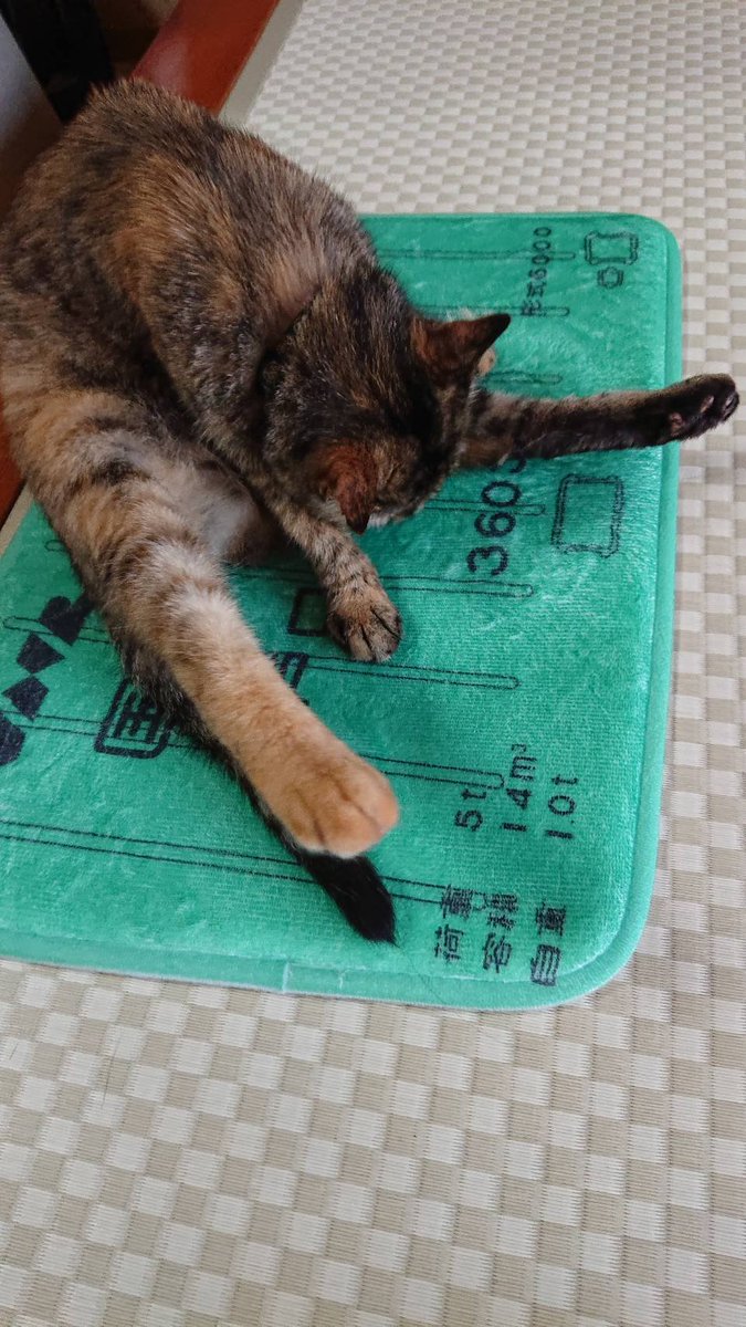 parashoooot's tweet photo. これは14㎥の猫 https://t.co/1u9Cm42LfP