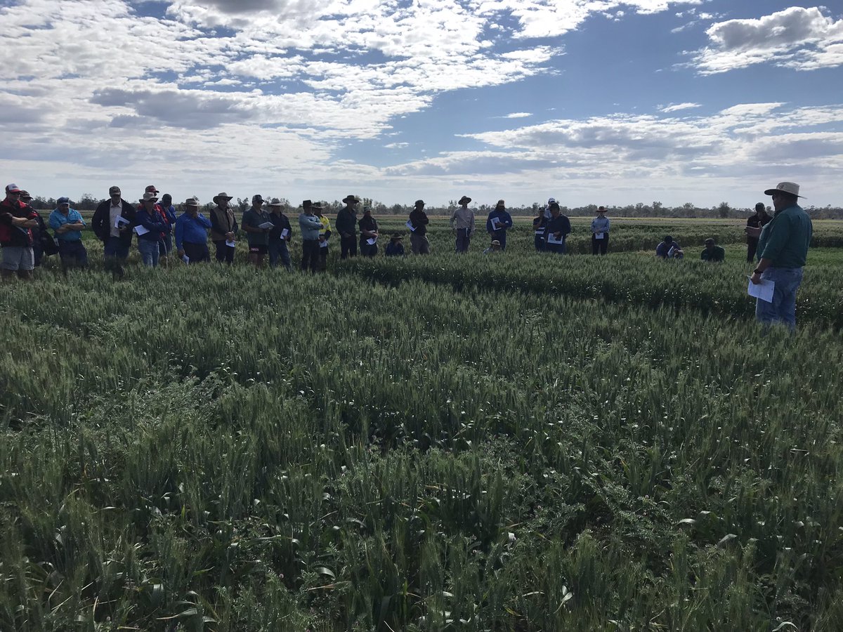 Richardholzkne's tweet photo. Great to see everyone @DAFQld @GRDCNorth field walk in CQLD today lots to see long coleoptile wheat, companion cropping chickpea&amp;wheat, winter sown sorghum and @NVT_Online wheat barley and chickpea trials. https://t.co/p10g9rmfv4