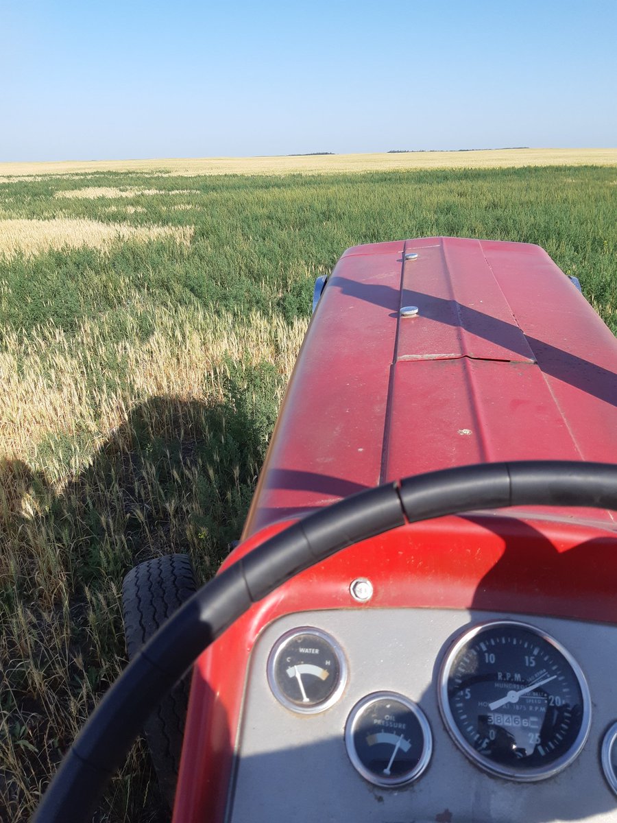 lstockbr's tweet photo. I hate kochia!
Mowing patches before seed set & reduce burning after harvest.
Despite the drought it is lush, green and vibrantly growing.
I sure hope some canola breeder is somewhere breeding this gene into their seed!
2 mowers going and I was on the 150! #nocab #nogps https://t.co/rbYJXMluxB