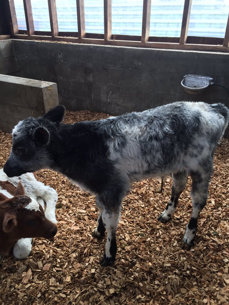 Love calving time! I get to see the results of my breeding choices and being the AB technician makes it even more special. Bit gutting though when you get a special calf and it’s a bull!! Here is my blue roan shorthorn BULL calf!!! 😭😭😭😭😭😭<a href="/ShorttClare/">Clare Shortt🧢🤠🐄</a> <a href="/AniekaNick/">Anieka Templer</a> <a href="/nzjuls/">Julie Pirie</a>