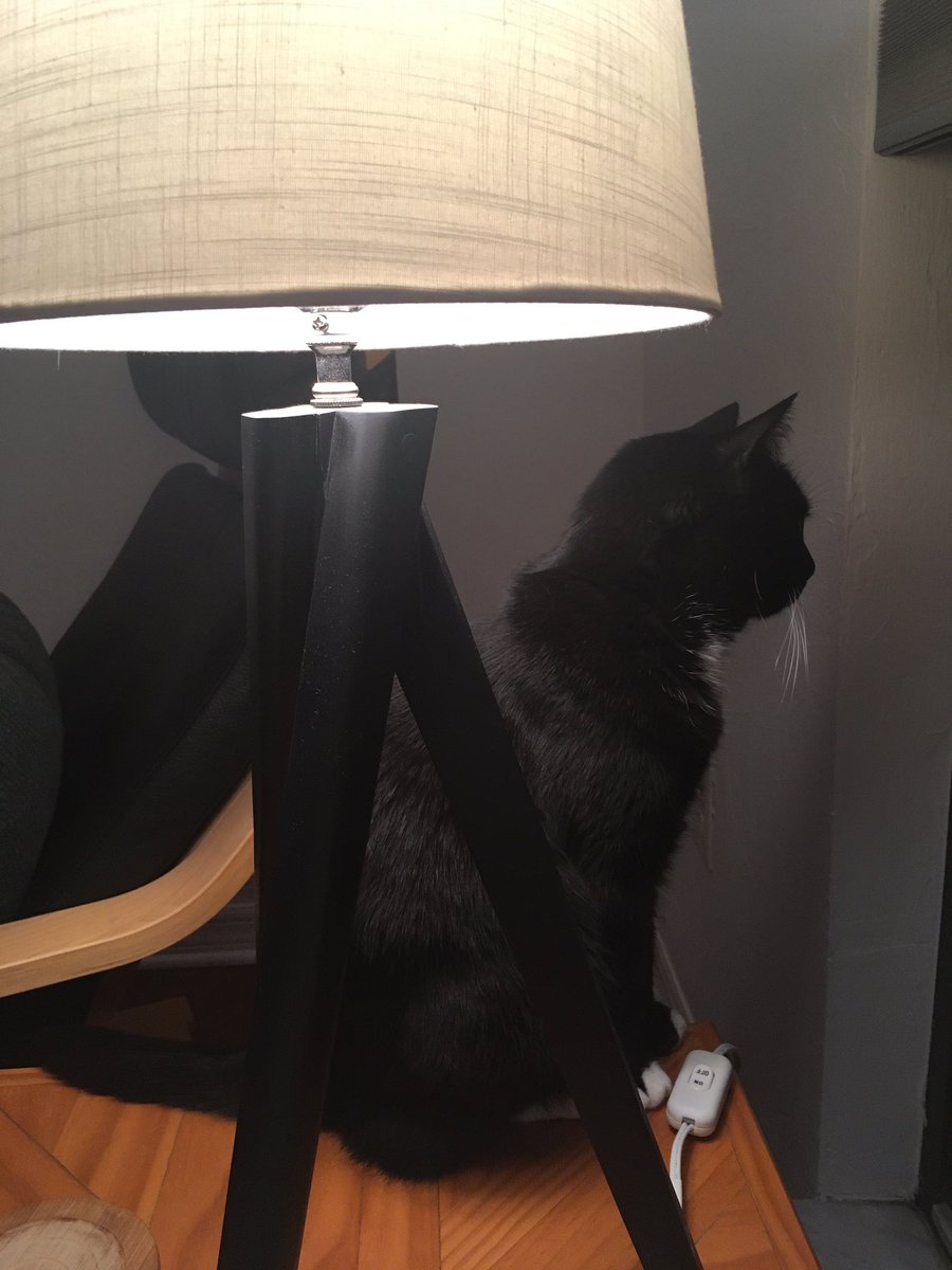 superHH's tweet image. @SHARPorg Lucy can’t wait for day 4 of #sharp2021 #MovingTexts2021 #SHARPcats