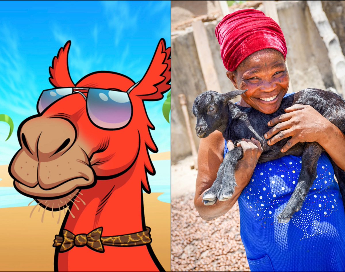 youngblood23's tweet photo. Done!!! Traded an NFT for a live goat! 

Given a camel NFT, I decided to sell it and make an immediate impact through Heifer International global program.

#NFTforLiveAnimals 
#realworldutility
#NFTCommunity 
#Metaverse 
#arabiancamel 
@Metaciple 
@GetItDoneDennis 
#HelpAnyway https://t.co/kkkafcQspH