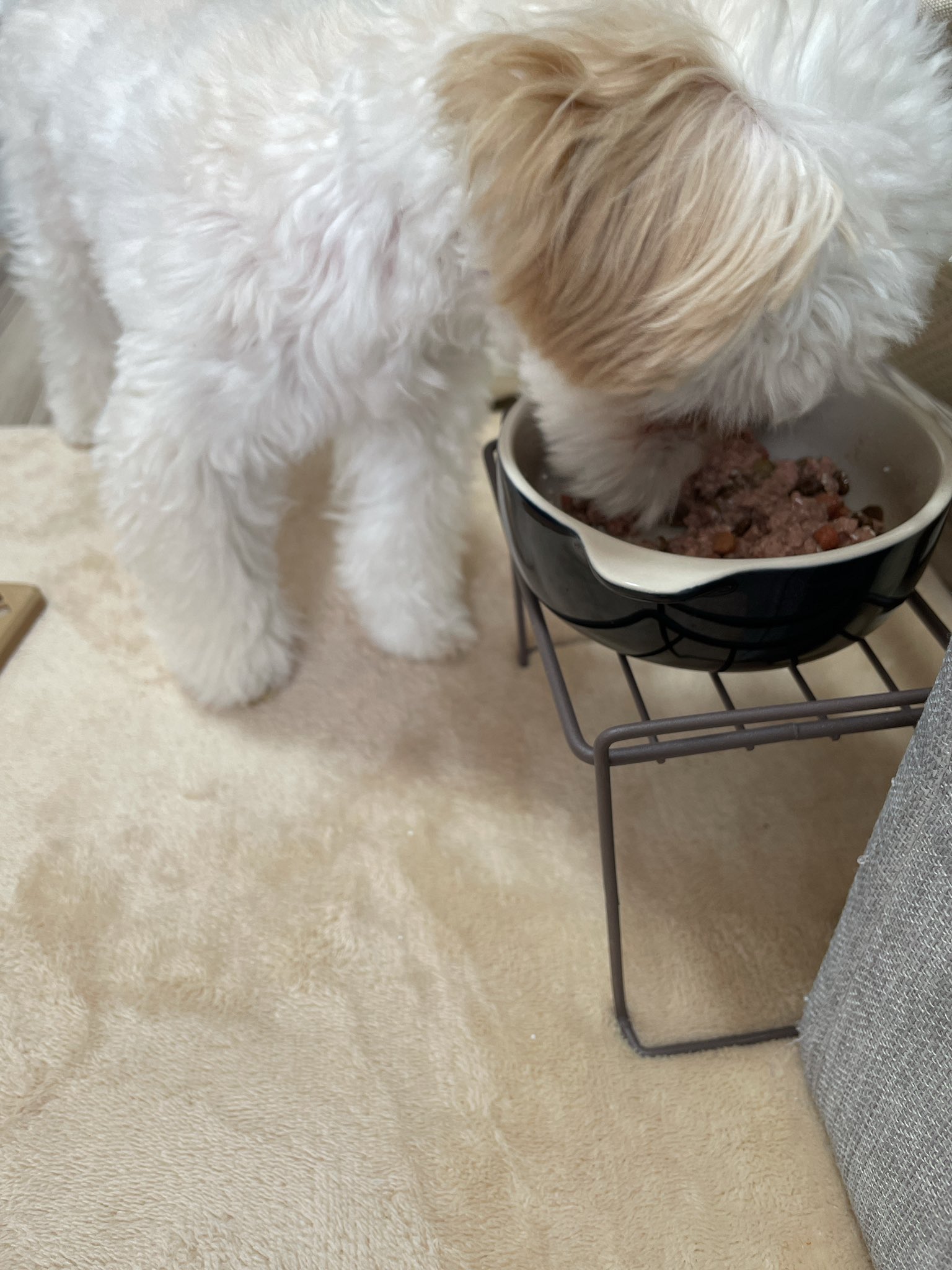 犬の嘔吐 Twitter Search Twitter