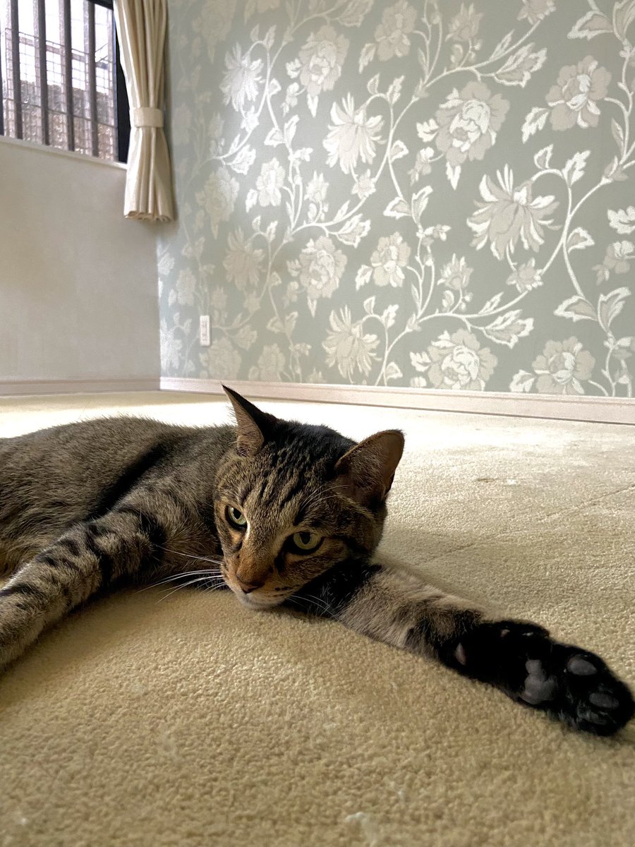 シロ ワイン飲み Salewine22 Twitter