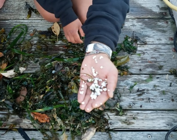 San Juan MRC is piloting use of a new aquatic trash skimmer called a “Seabin” this summer at Deer Harbor Marina. The Seabin will capture floating debris and filter buoyant microplastics as small as two millimeters without harming marine wildlife. Photo credit: R.P. Oates