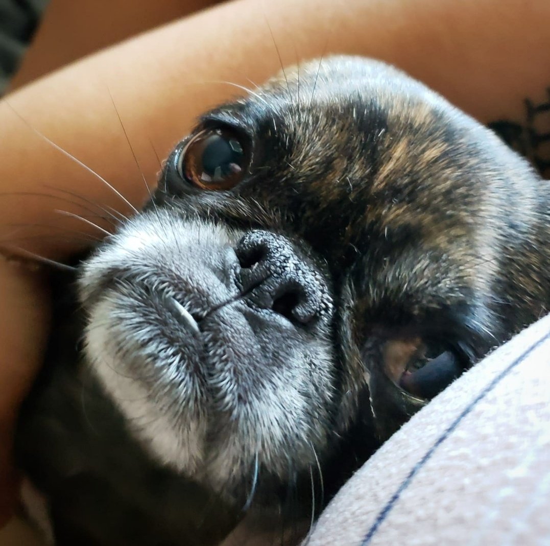 funaek's tweet photo. Somebody wanted a lot of snuggles this afternoon. #monkadoodledoo #snugglymonkey #heartsshootingoutofhereyes https://t.co/NVfHtJ2OTJ
