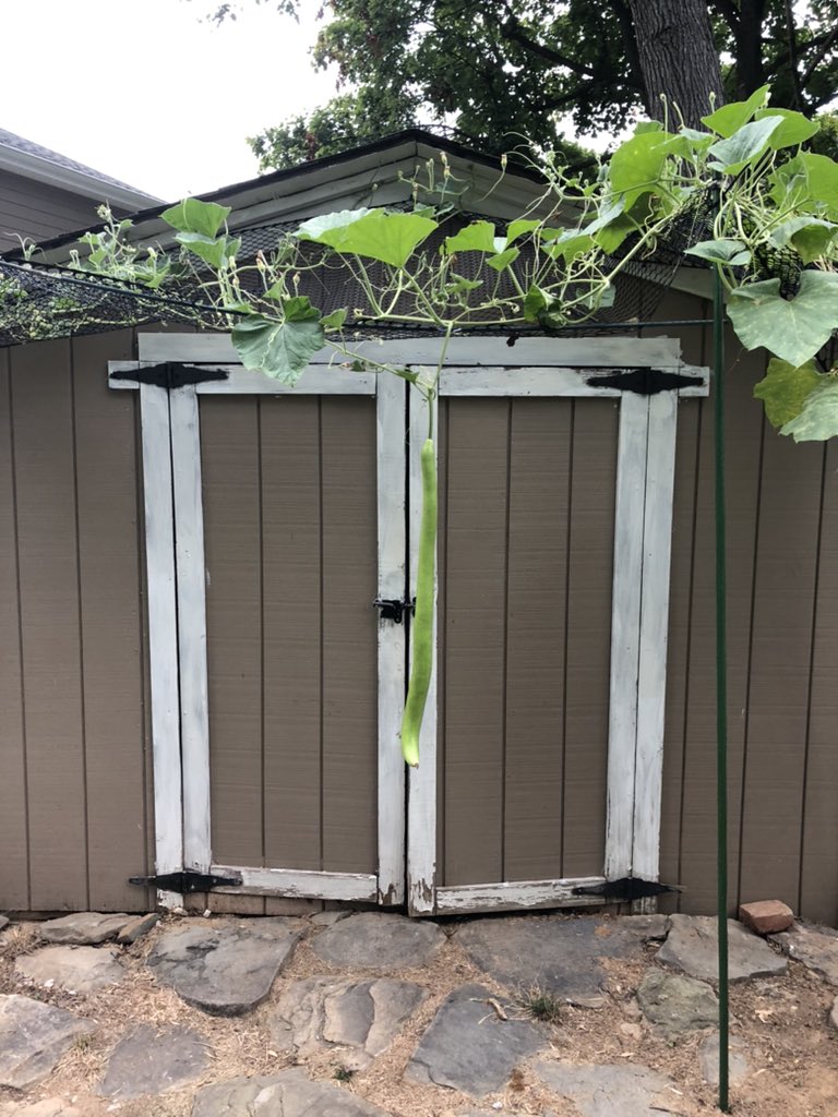 jnstatz's tweet photo. Chemical and pesticide free gardening! #Cucuzza https://t.co/4BM1pMtWtn