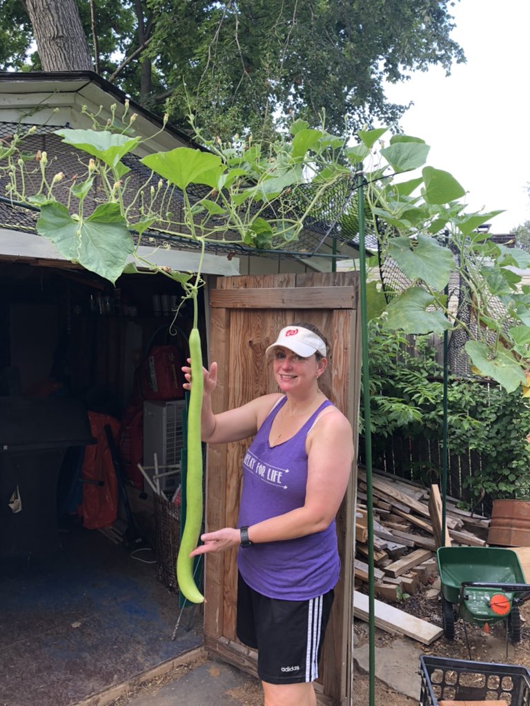 jnstatz's tweet photo. Chemical and pesticide free gardening! #Cucuzza https://t.co/4BM1pMtWtn