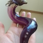 これは龍みたいでキュートな茄子。可愛いから持って帰る。 pic.twitter.com/kmLiCo…