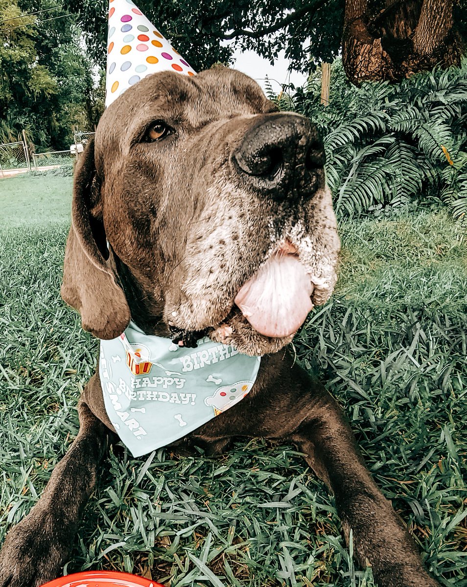 #happybarkday #partyanimals #ilovemydogs #birthdaybash 
▫️
<a href="/dog_rates/">WeRateDogs</a> <a href="/dogcelebration/">CelebrationOfDogs</a>
#greatdane #fawngreatdane #RipleyTheFawnDane #dogsoftwitter