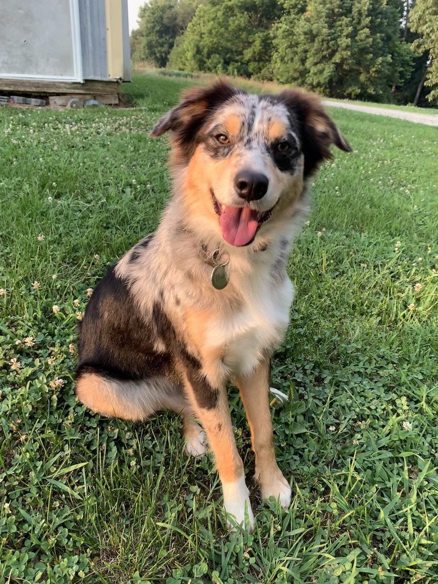 KSef20's tweet photo. Enjoying some evening sun☀️
 @aussiesdointhgs https://t.co/z3r7p5BgHR