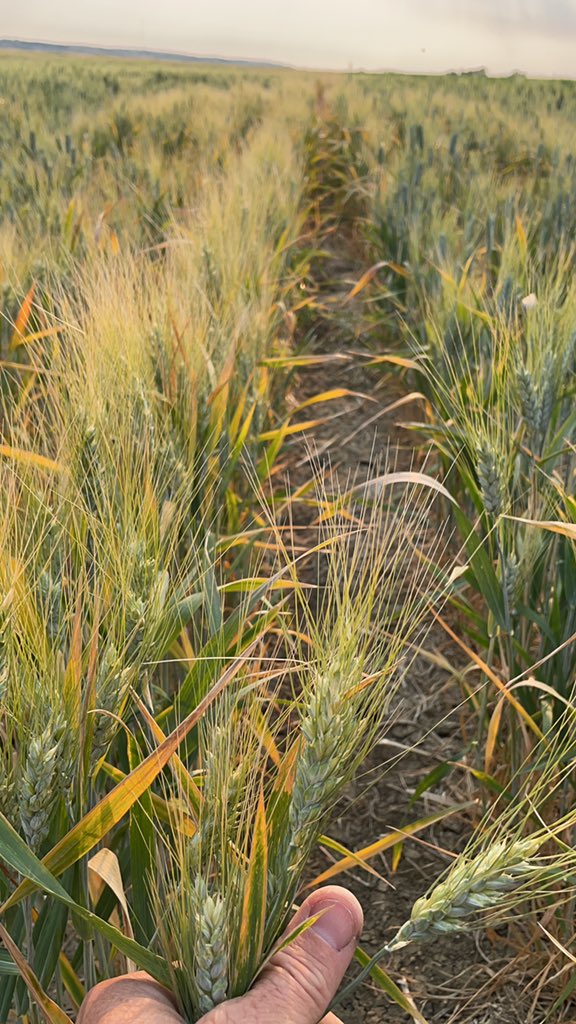 WiensSeedFarm's tweet photo. #durum #CWAD production challenged harder on lighter soil with a few hills in #drought21 2.8” precip here #CDCCredence #CDCDonlow and #CDCDefy all side by side this season. Hard to imagine FHB was the highest concern a year ago! https://t.co/nFUtS9dbfa