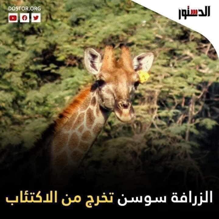 gorybach's tweet photo. " وانا لسه " https://t.co/rkn3JAI5gJ