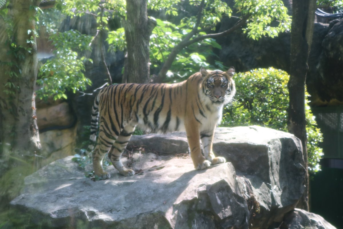 上野動物園 公式 Sur Twitter 上野動物園では4頭のスマトラトラを飼育しています スマトラトラはインドネシアのスマトラ 島に生息する トラの中では最も小さい亜種の一つです 体重は約75 140 多摩動物公園で飼育しているアムールトラの半分ほどしか 上野動物園 公式 Sur Twitter 上野動物園では4頭のスマトラトラを飼育しています スマトラトラはインドネシアのスマトラ 島に生息する トラの中では最も小さい亜種の一つです 体重は約75 140 多摩動物公園で飼育しているアムールトラの半分ほどしか