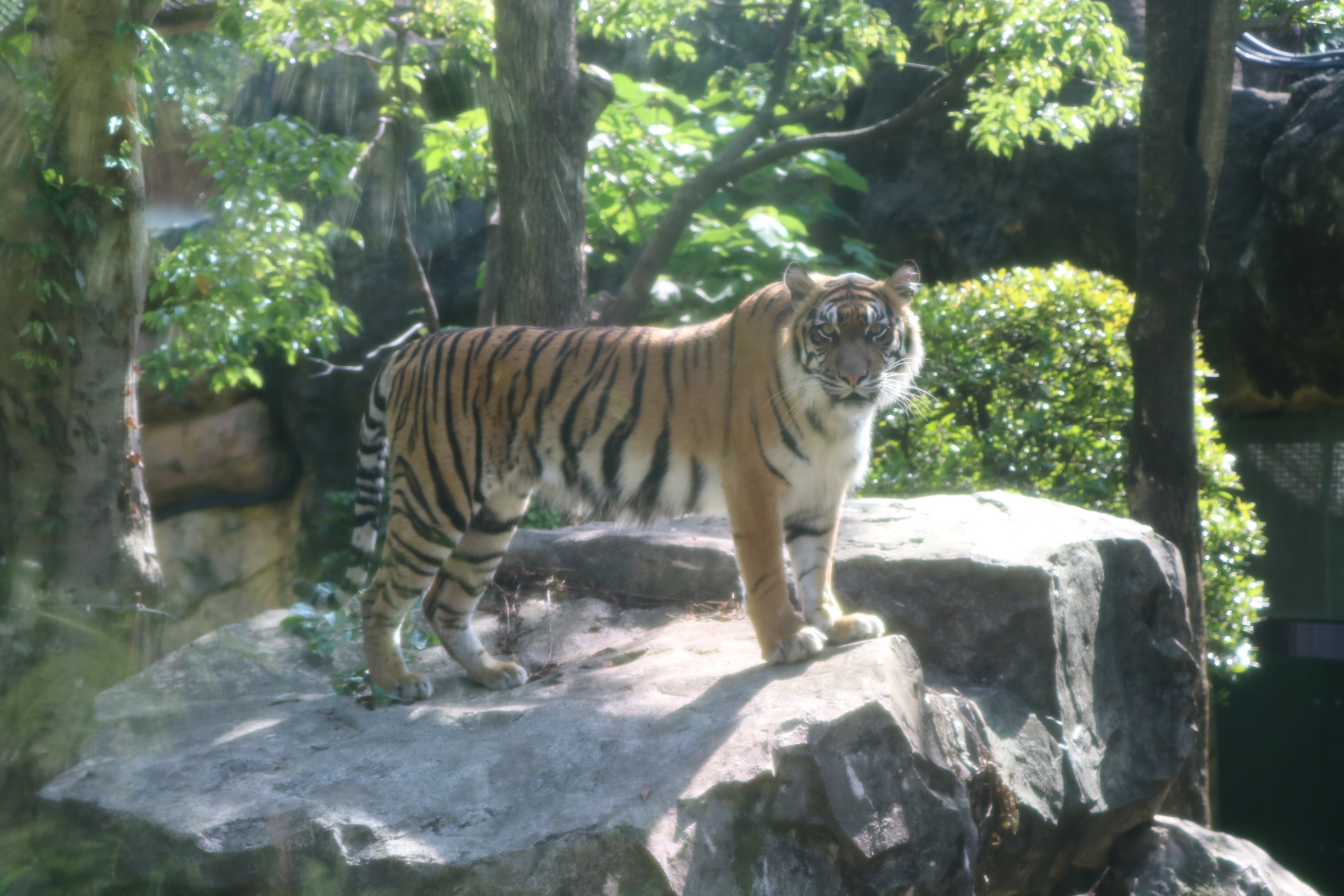 تويتر 上野動物園 公式 على تويتر 上野動物園では４頭のスマトラトラを飼育しています スマトラトラはインドネシアのスマトラ 島に生息する トラの中では最も小さい亜種の一つです 体重は約75 140 多摩動物公園で飼育しているアムールトラの半分ほどしか