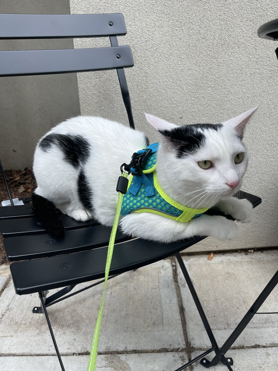 Change of scenery brews new ideas ☕️

Model 📸: Randi 😻

#ShopLocal #Raleigh #RalYAY #RandiCat #Randi