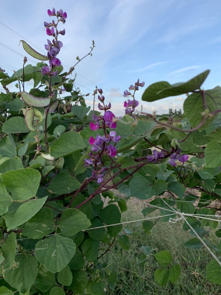 FreshWayAgro's tweet photo. Avara, the nutritious bean

Avara is a leguminous plant and its beans are high in protein, as such it is highly nutritious. This plant is said to be native to Sri Lanka. 

https://t.co/j46BGV3Upb

#FreshWay #freshwayagrofarm #freshwayorganics #organicfarming https://t.co/JT0nyas2aI