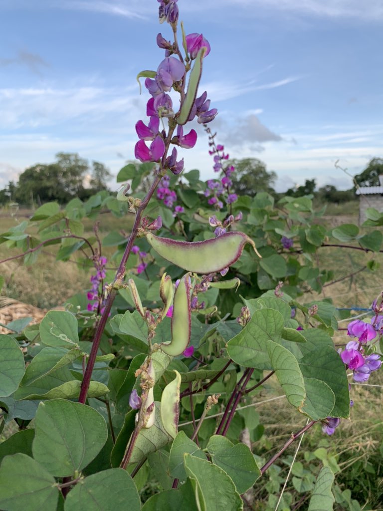 FreshWayAgro's tweet photo. Avara, the nutritious bean

Avara is a leguminous plant and its beans are high in protein, as such it is highly nutritious. This plant is said to be native to Sri Lanka. 

https://t.co/j46BGV3Upb

#FreshWay #freshwayagrofarm #freshwayorganics #organicfarming https://t.co/JT0nyas2aI