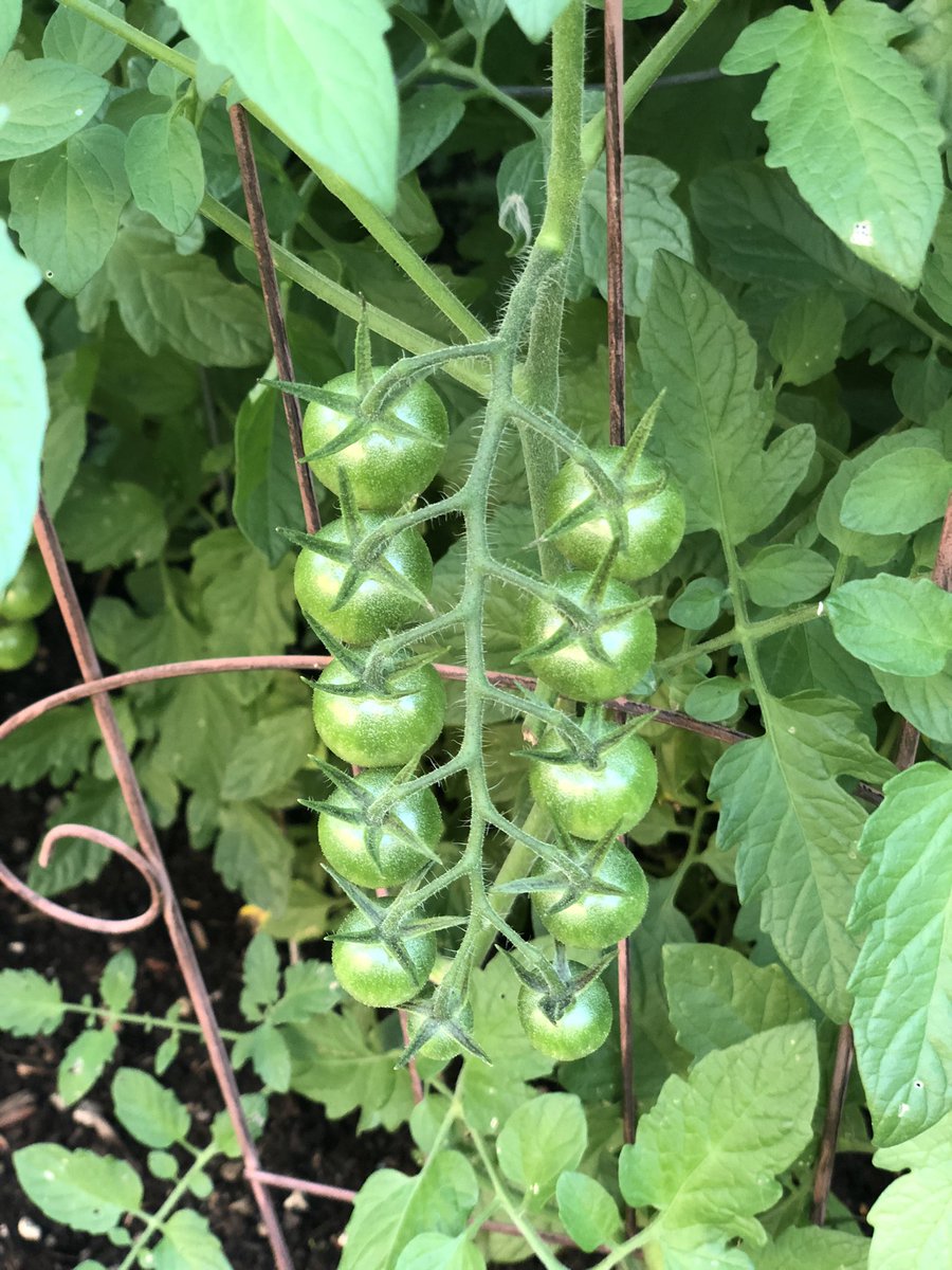 KrisBhattarai's tweet photo. Sky is open
it’s raining all day.
The smell of soils
the fragrance of
the greens around
so refreshing,
so rejuvenating.
Rain is sky’s way of
showering life on earth,
it’s sky’s connectedness
with earth.
#BeingConnected
#LifeAsSuch https://t.co/EZe7dQANgL