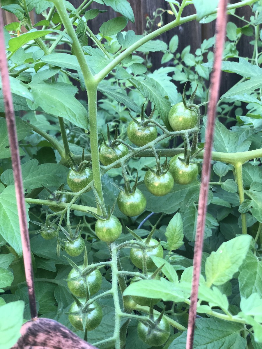 KrisBhattarai's tweet photo. Sky is open
it’s raining all day.
The smell of soils
the fragrance of
the greens around
so refreshing,
so rejuvenating.
Rain is sky’s way of
showering life on earth,
it’s sky’s connectedness
with earth.
#BeingConnected
#LifeAsSuch https://t.co/EZe7dQANgL
