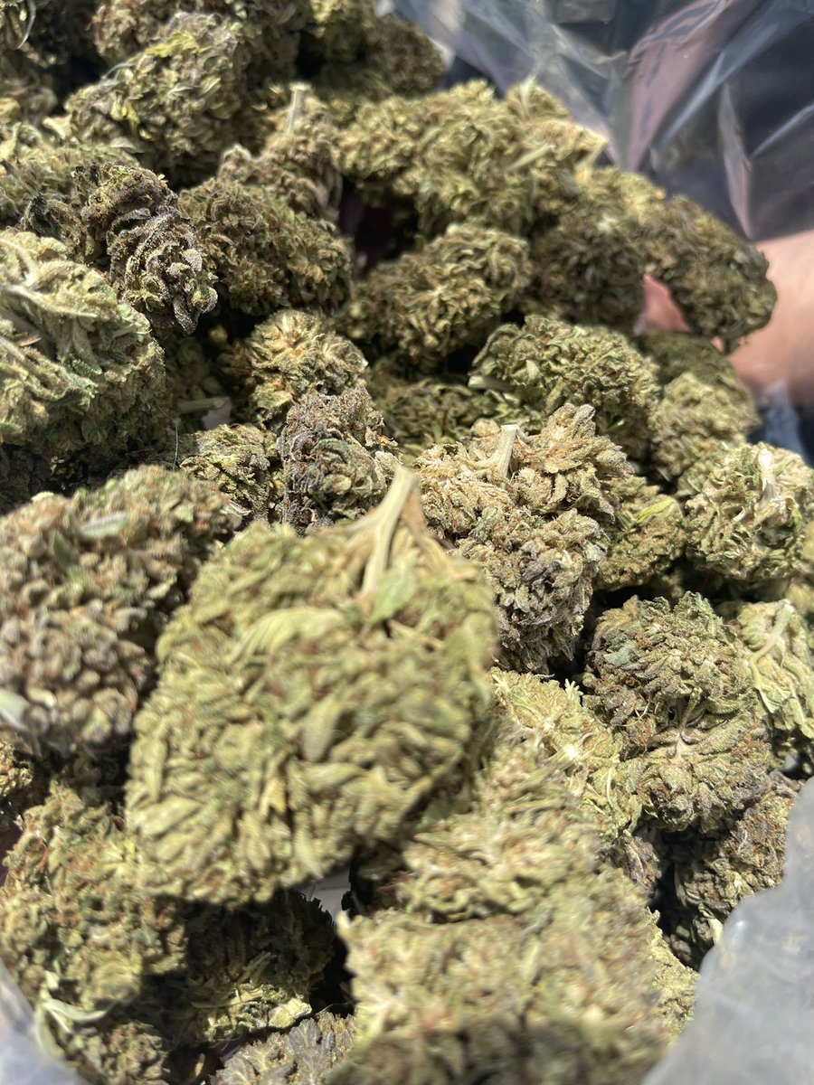 HempProfessor1's tweet photo. My #California #HempFlower is looks and smokes so well. DM me your orders. #CBDFlower #Delta8Flower #CBNFlower #CBGFlower #HempProducts #HempWellness https://t.co/dX3tz75hkI