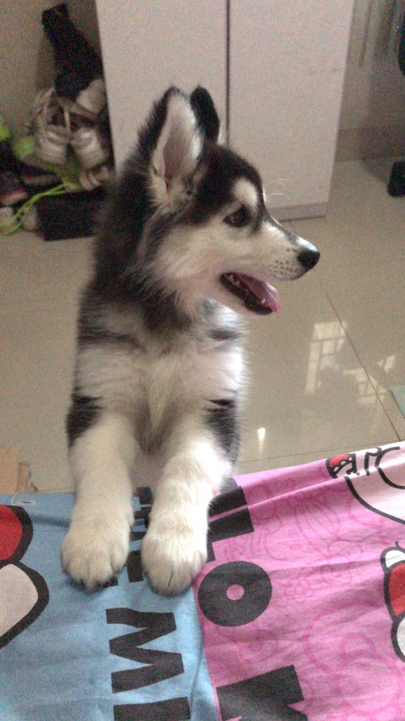 copcet's tweet image. haloo lenvin